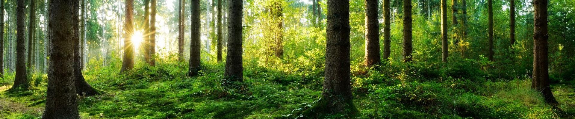 Forstwirtschaft Forstwirtschaft