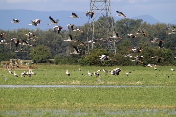 Naturschutzgebiet Elzwiesen