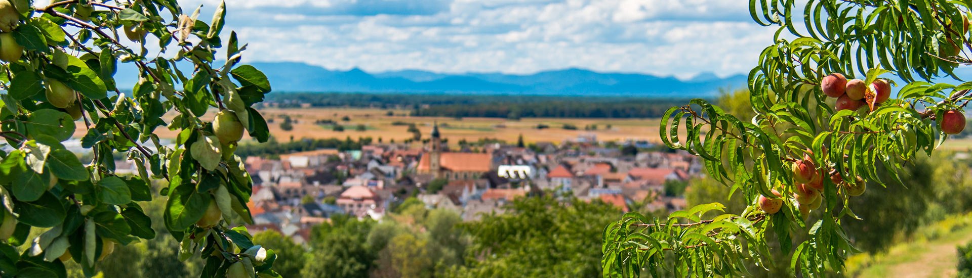 Blick auf Ringsheim Blick auf Ringsheim